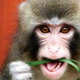 Illustration for article titled Ikea Monkey Gives Up Malm Bed and Learns to Be a Monkey Again
